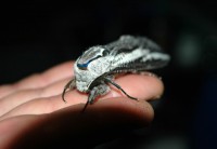 /album/photogallery/custard-bug-jpg/